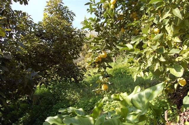 Terreno Não Urbanizado para venda em Cómpeta - 320 000 € (Ref: 10075922)