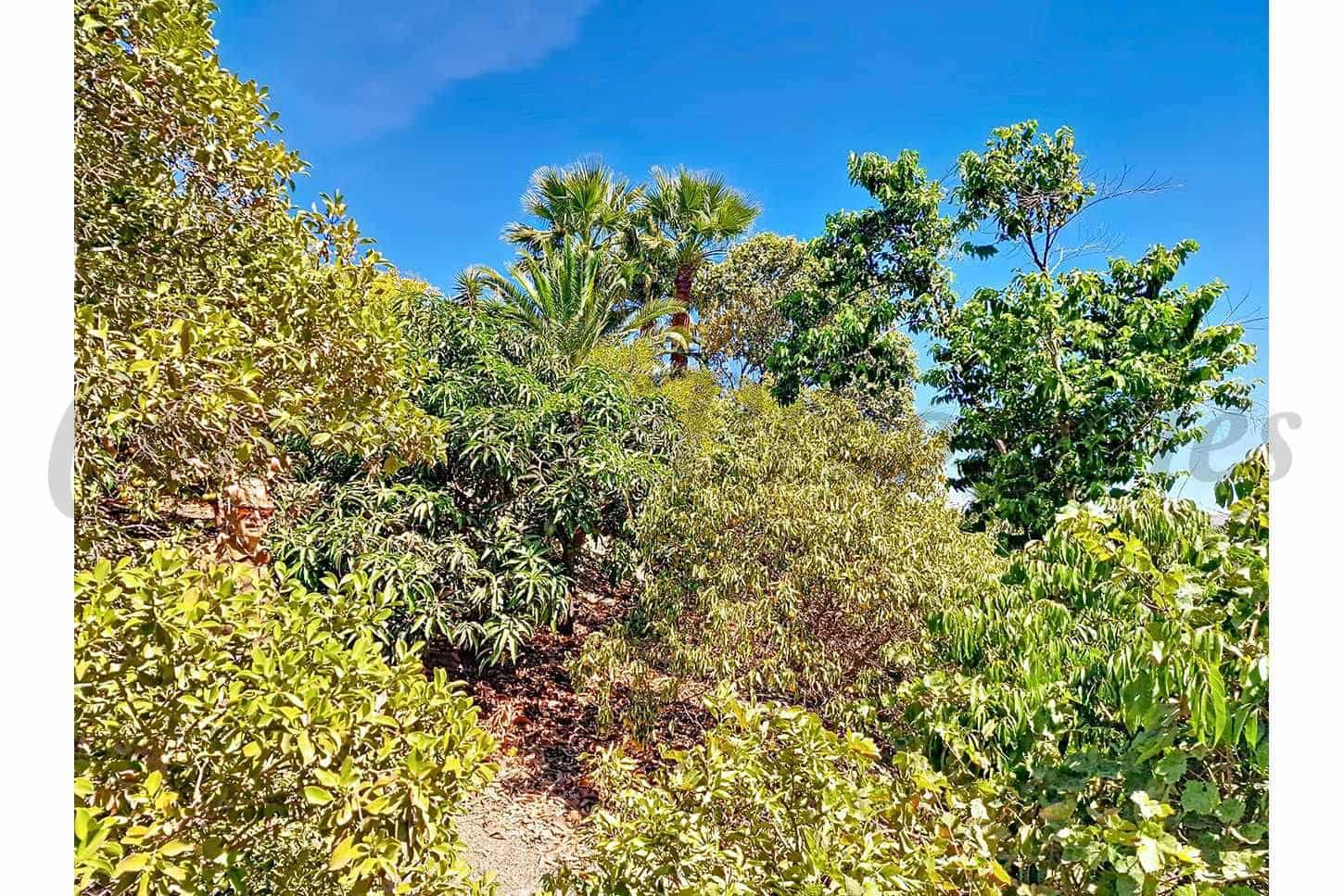 4 soveværelse Finca/Landehus til salg i Velez-Malaga med swimmingpool garage - € 795.000 (Ref: 10075965)