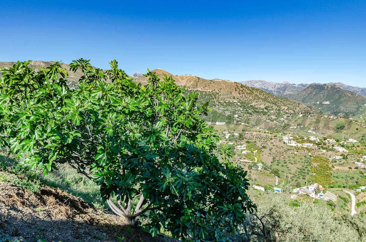 Finca/Casa Rural de 5 habitaciones en Cómpeta en venta - 187.000 € (Ref: 10075966)