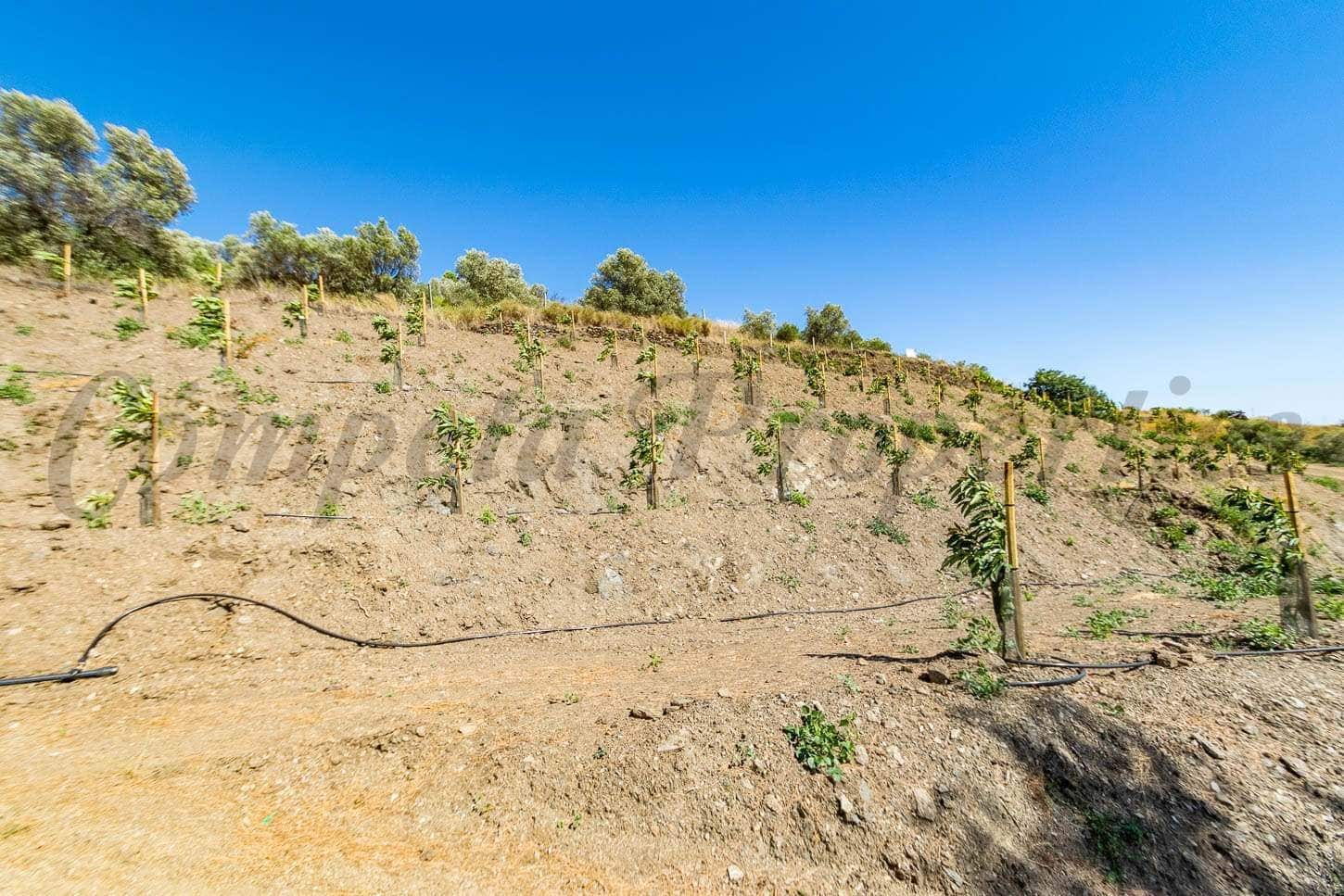 Landgrundstück zu verkaufen in Torrox - 150.000 € (Ref: 10075977)