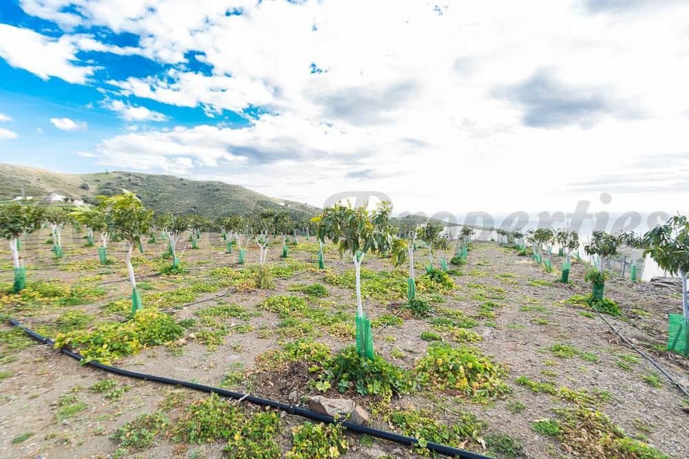 Terreno Não Urbanizado para venda em Torrox - 231 000 € (Ref: 10075997)