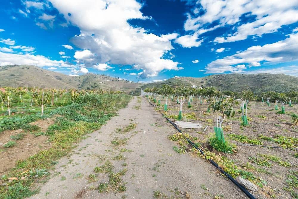 Terreno Não Urbanizado para venda em Torrox - 231 000 € (Ref: 10075997)