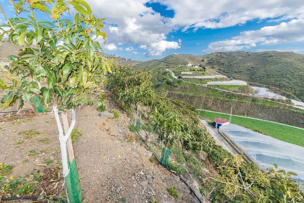 Terreno Não Urbanizado para venda em Torrox - 231 000 € (Ref: 10075997)