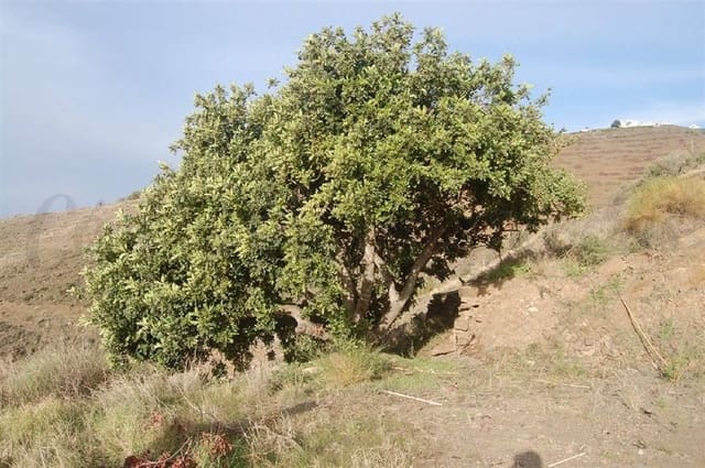 Terreno Não Urbanizado para venda em Sayalonga - 84 000 € (Ref: 10076066)