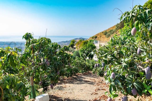 Grunde uden byggetilladelser til salg i Torrox Pueblo, Torrox - € 159.000 (Ref: 10076084)