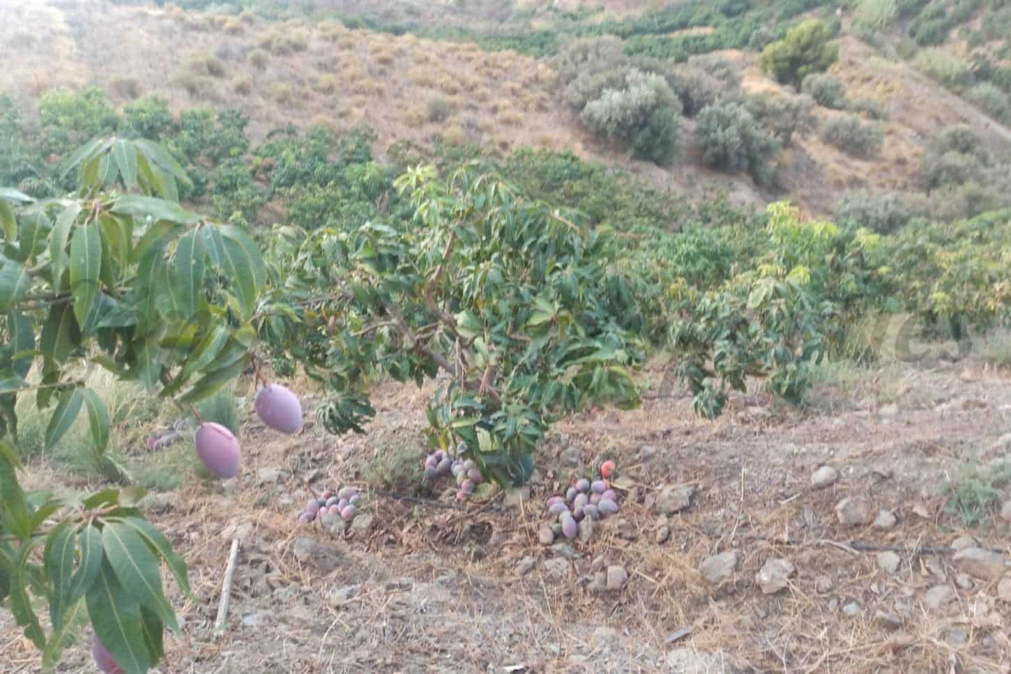 Ubebygd land til salgs i Frigiliana - € 90 000 (Ref: 10076173)