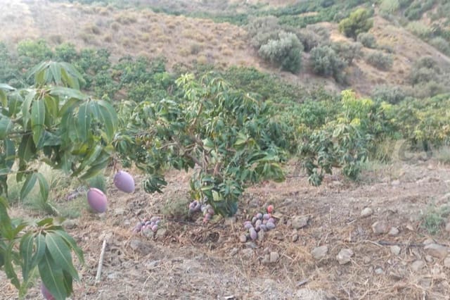 Terre non Aménagée à vendre à Frigiliana - 90 000 € (Ref: 10076173)