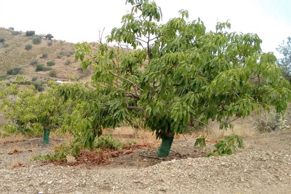 3 quarto Quinta/Casa Rural para venda em Canillas de Aceituno com garagem - 230 000 € (Ref: 10076233)