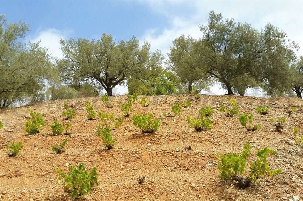 3 quarto Quinta/Casa Rural para venda em Canillas de Aceituno com garagem - 230 000 € (Ref: 10076233)