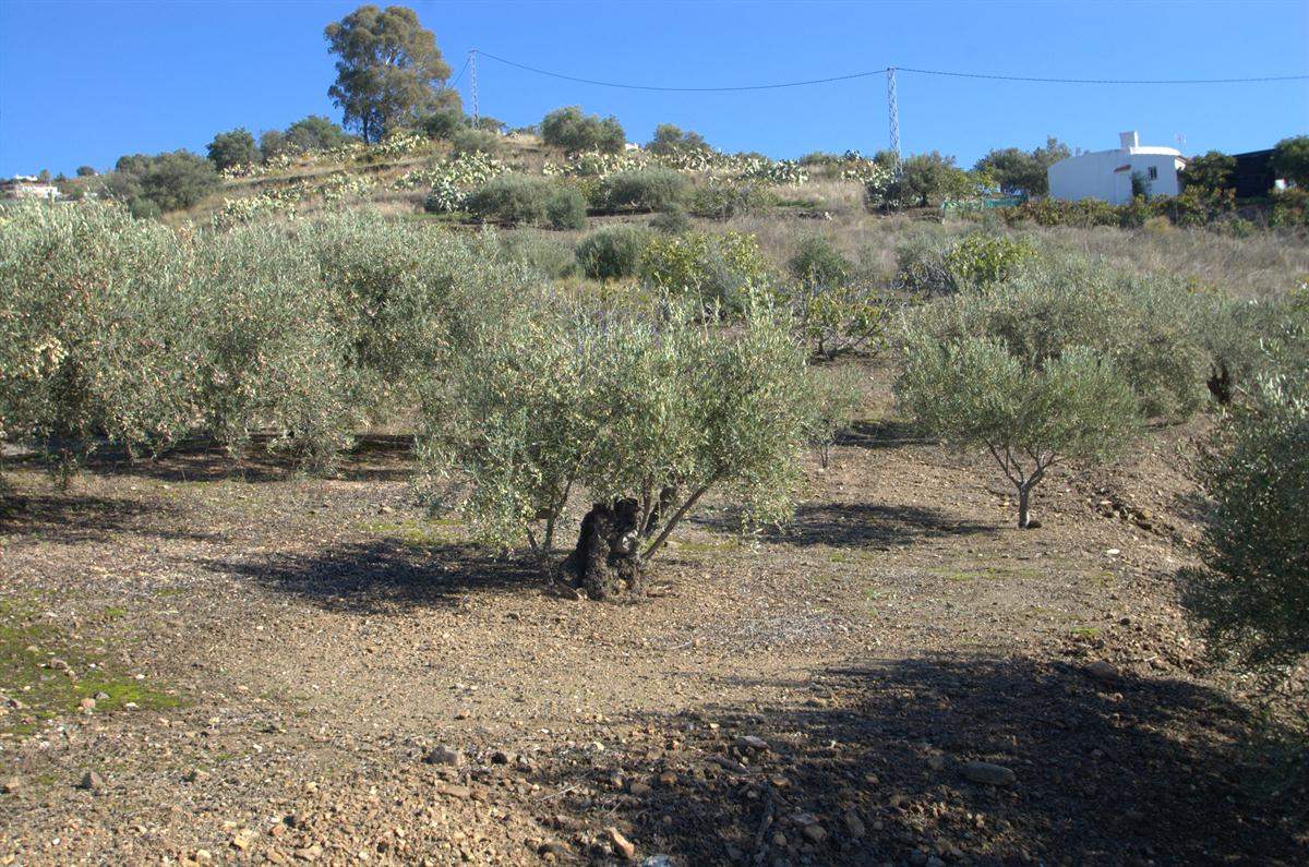 1 sypialnia Finka/Dom wiejski na sprzedaż w Torrox - 265 000 € (Ref: 2775755)