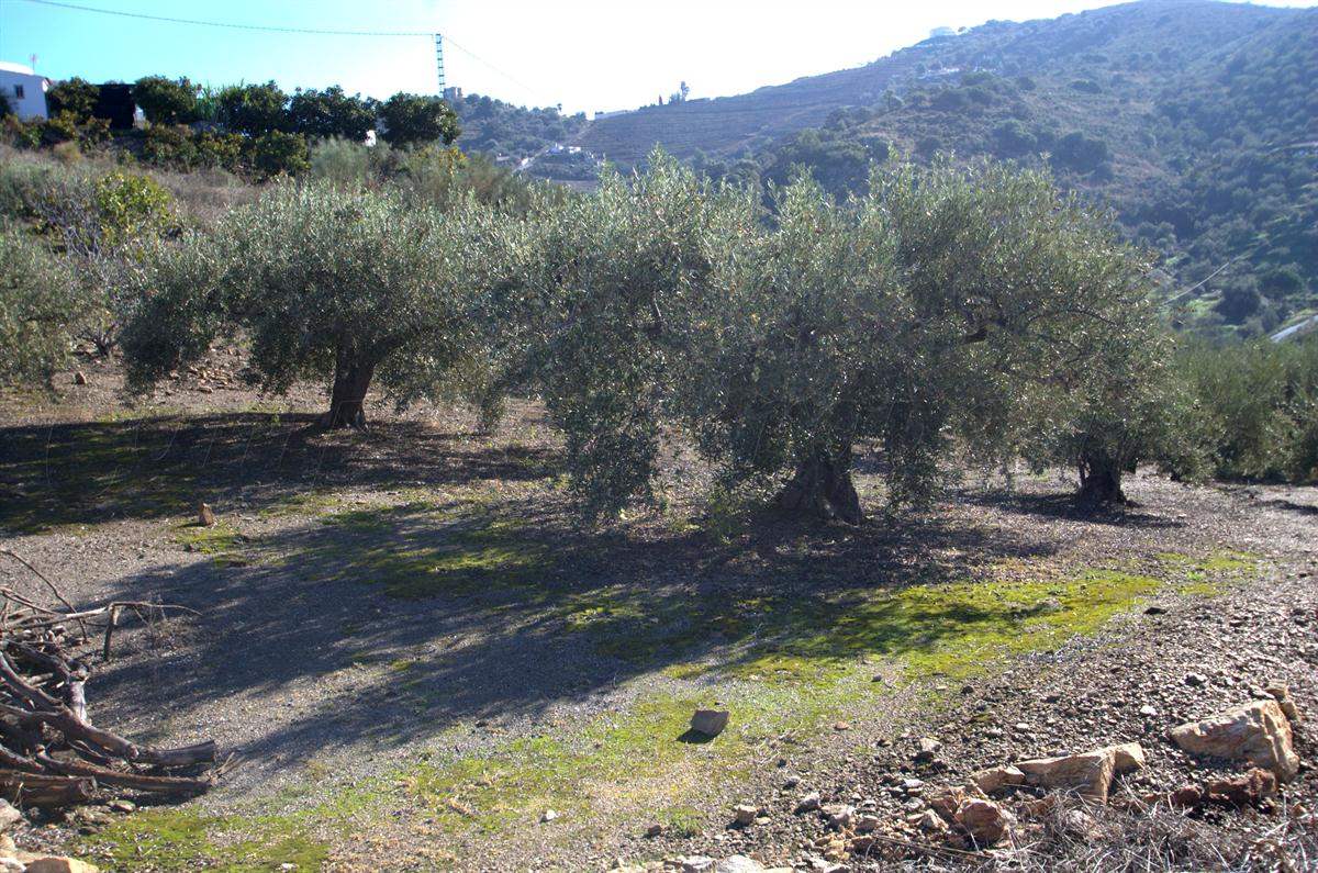 1 sypialnia Finka/Dom wiejski na sprzedaż w Torrox - 265 000 € (Ref: 2775755)