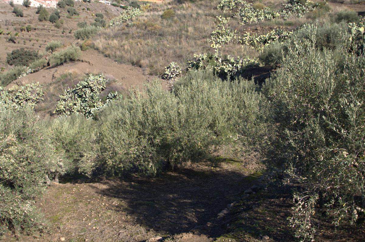 1 sypialnia Finka/Dom wiejski na sprzedaż w Torrox - 265 000 € (Ref: 2775755)