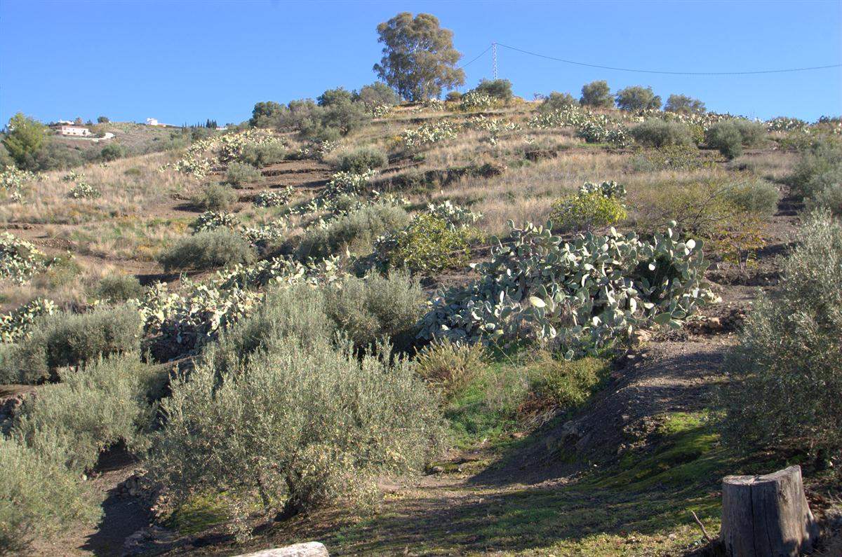 1 sypialnia Finka/Dom wiejski na sprzedaż w Torrox - 265 000 € (Ref: 2775755)