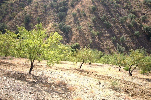 Undeveloped Land for sale in Sedella - € 32,000 (Ref: 3022606)