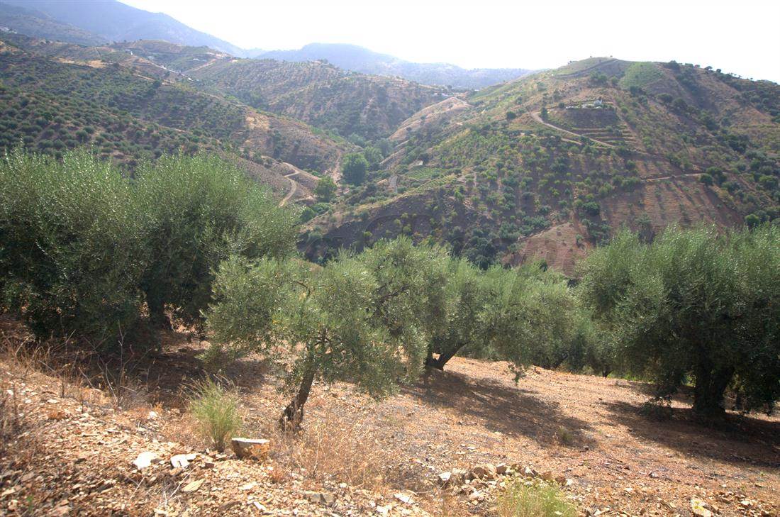 Undeveloped Land for sale in Sedella - € 50,000 (Ref: 3023951)