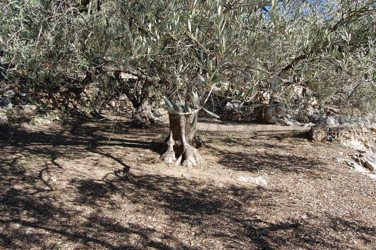 Bouwgrond te koop in Canillas de Albaida - € 40.000 (Ref: 3303267)