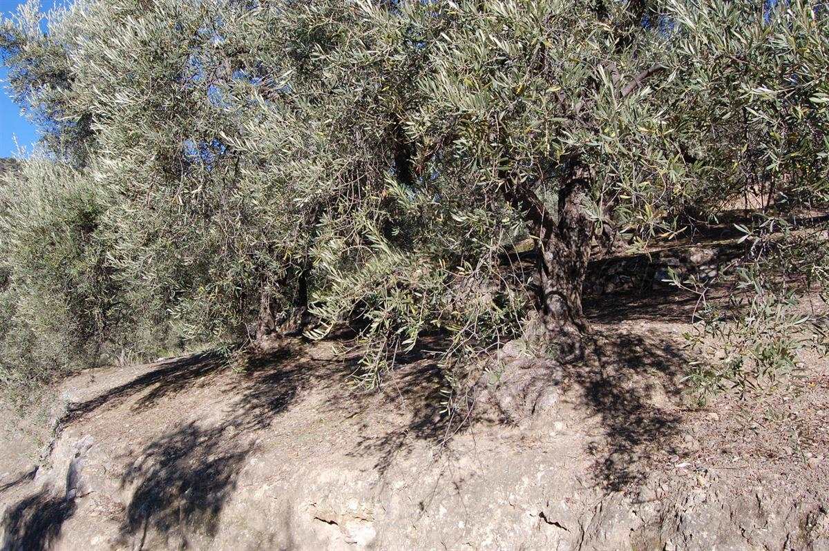 Bouwgrond te koop in Canillas de Albaida - € 40.000 (Ref: 3303267)