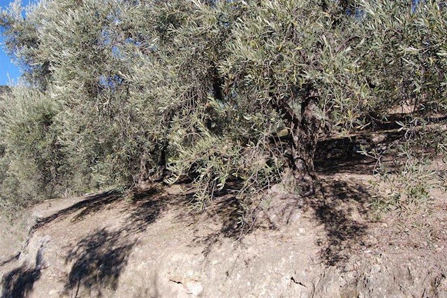 Bouwgrond te koop in Canillas de Albaida - € 40.000 (Ref: 3303267)