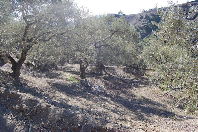 Bouwgrond te koop in Canillas de Albaida - € 40.000 (Ref: 3303267)