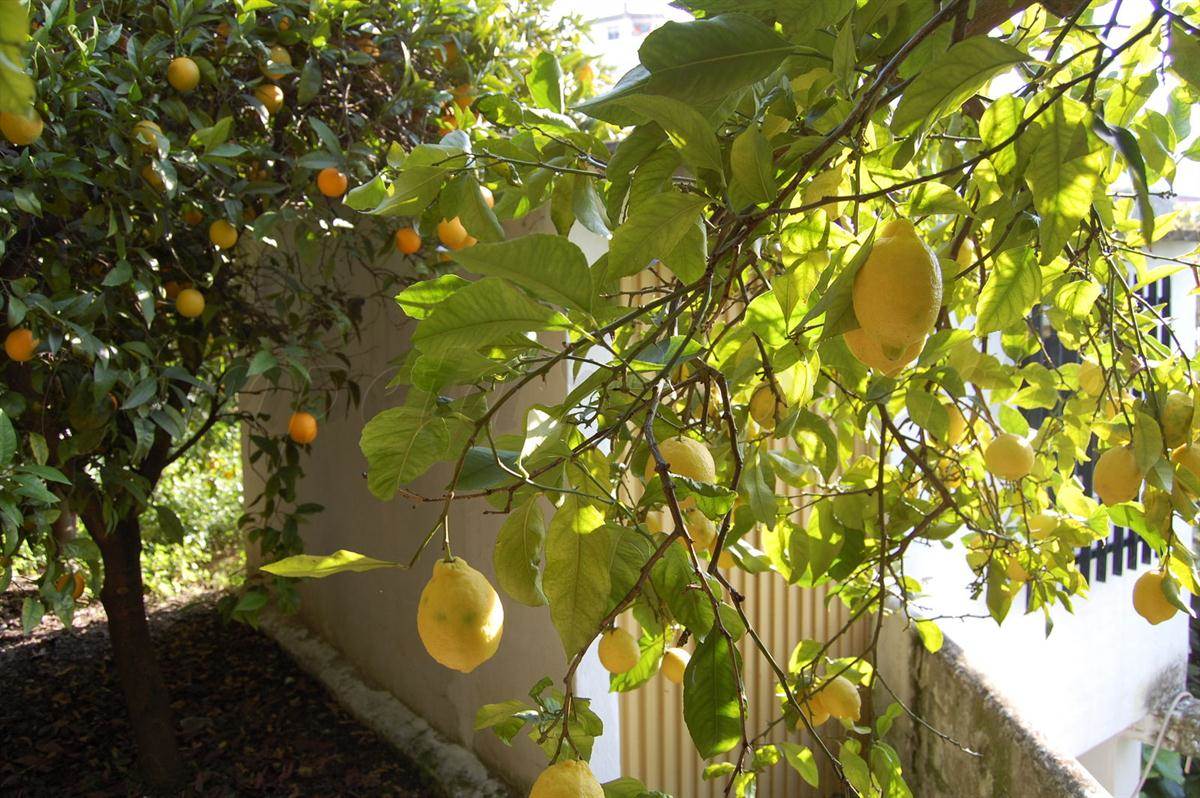 Działka budowlana na sprzedaż w Competa - 320 000 € (Ref: 3304114)