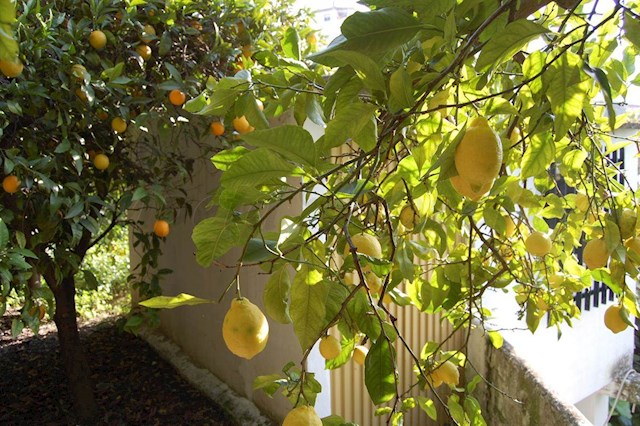 Tomt till salu i Cómpeta - 320 000 € (Ref: 3304114)