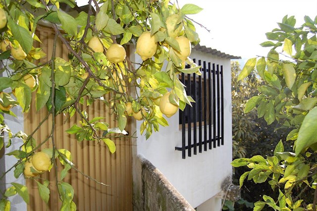 Tomt till salu i Cómpeta - 320 000 € (Ref: 3304114)