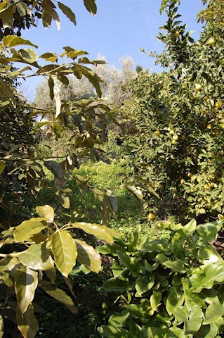 Tomt till salu i Cómpeta - 320 000 € (Ref: 3304114)