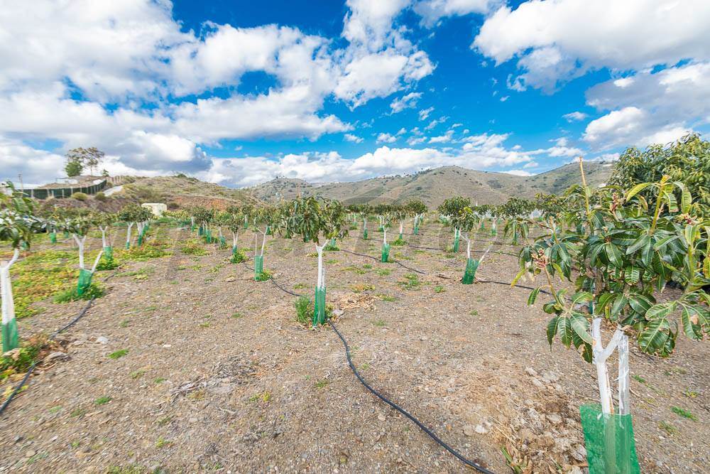 Ubebygd land til salgs i Torrox-Costa - € 231 000 (Ref: 3836738)