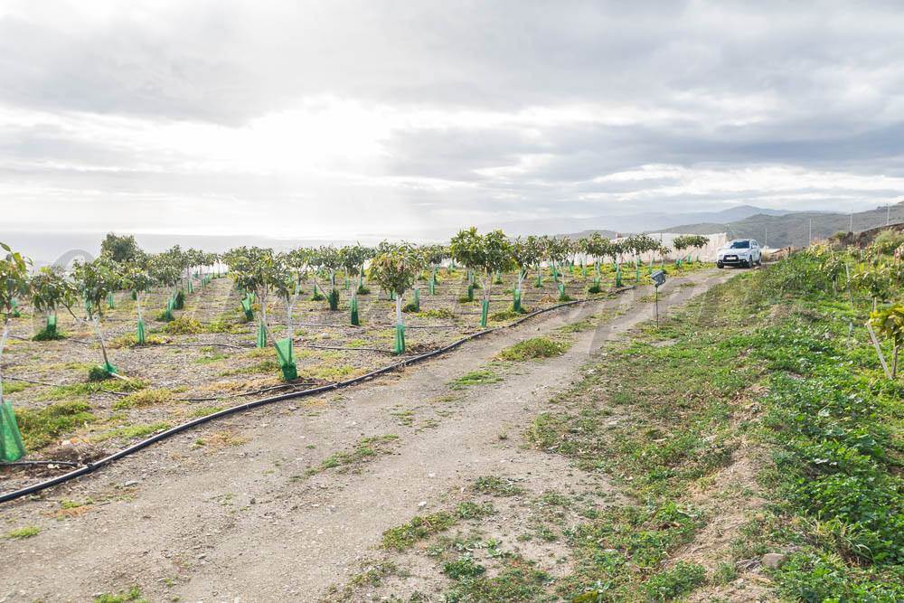 Ubebygd land til salgs i Torrox-Costa - € 231 000 (Ref: 3836738)