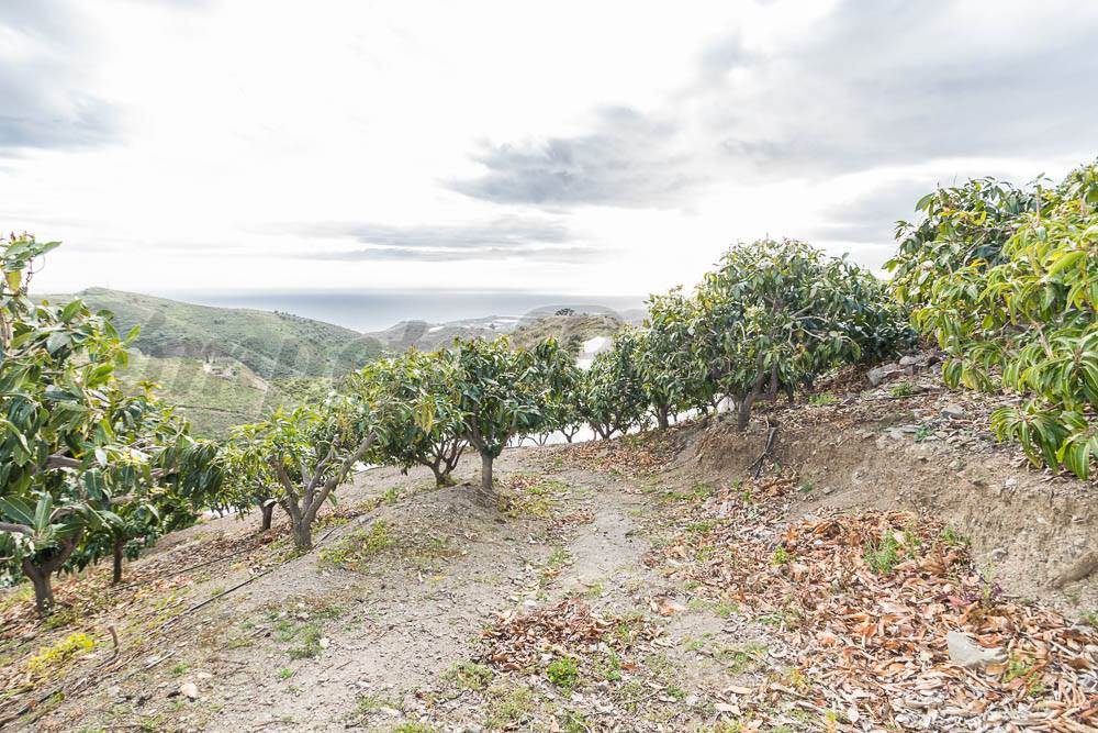 Ubebygd land til salgs i Torrox-Costa - € 231 000 (Ref: 3836738)