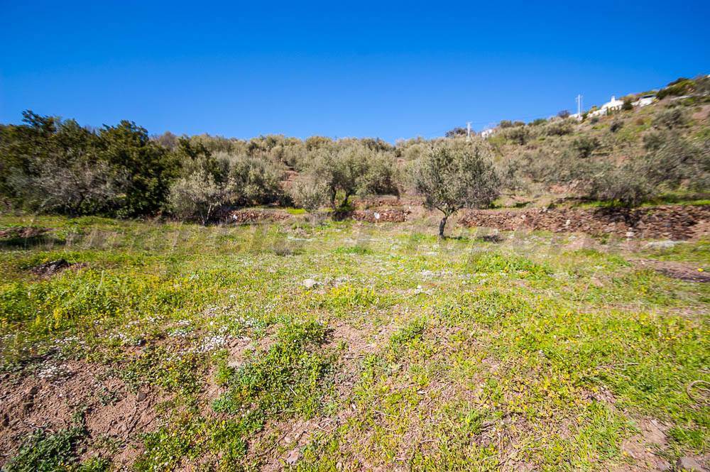 Mark till salu i Sayalonga - 120 000 € (Ref: 3875717)