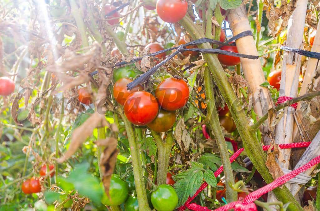 Grunde uden byggetilladelser til salg i Canillas de Aceituno - € 45.000 (Ref: 4207882)