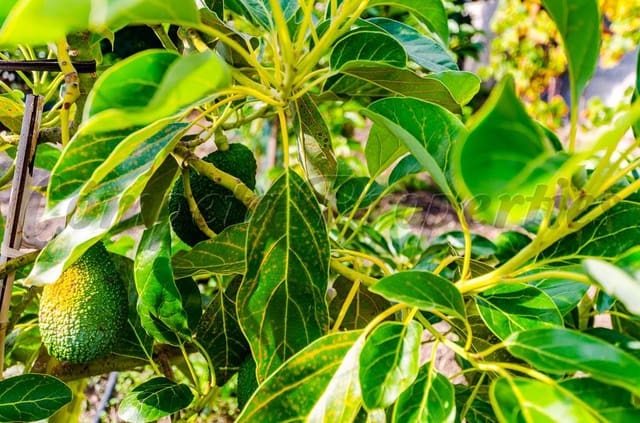 Mark till salu i Canillas de Aceituno - 45 000 € (Ref: 4207882)