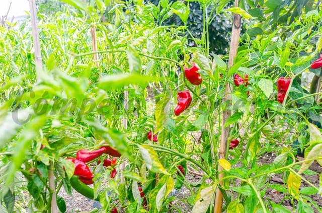 Mark till salu i Canillas de Aceituno - 45 000 € (Ref: 4207882)