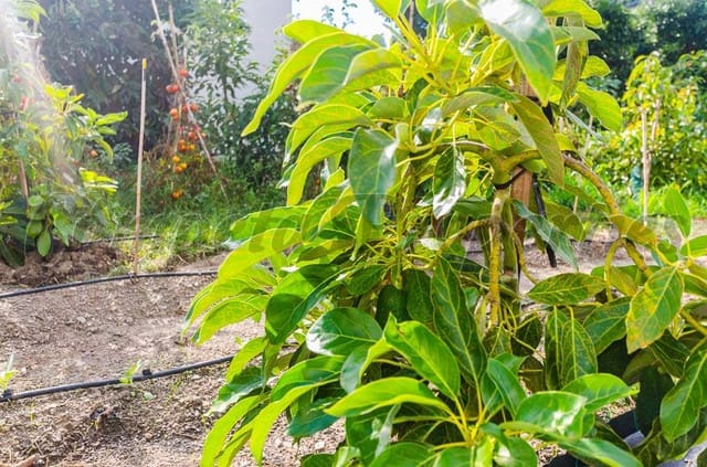 Mark till salu i Canillas de Aceituno - 45 000 € (Ref: 4207882)