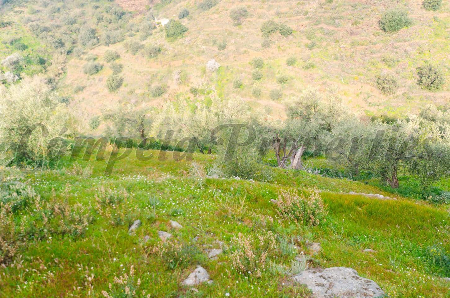 Rakentamaton maa myytävänä paikassa Competa - 250 000 € (Ref: 4464164)