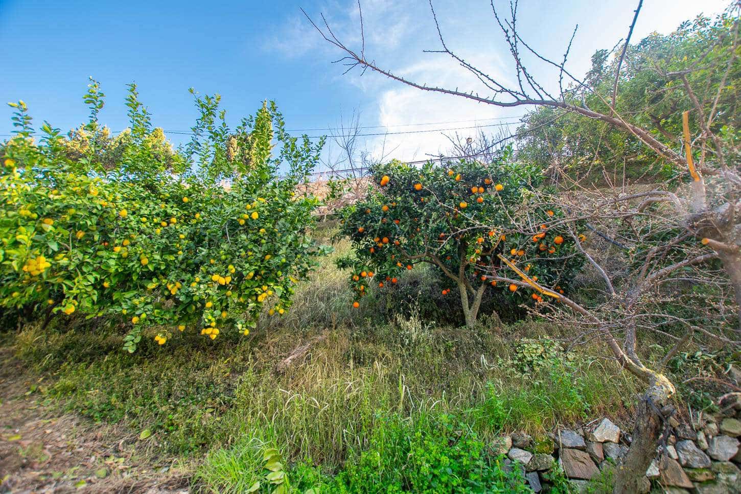 Terreno Non Edificato in vendita in Canillas de Albaida - 30.000 € (Rif: 5119455)