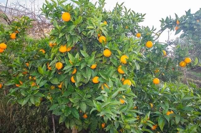 Terreno Non Edificato in vendita in Canillas de Albaida - 30.000 € (Rif: 5119455)