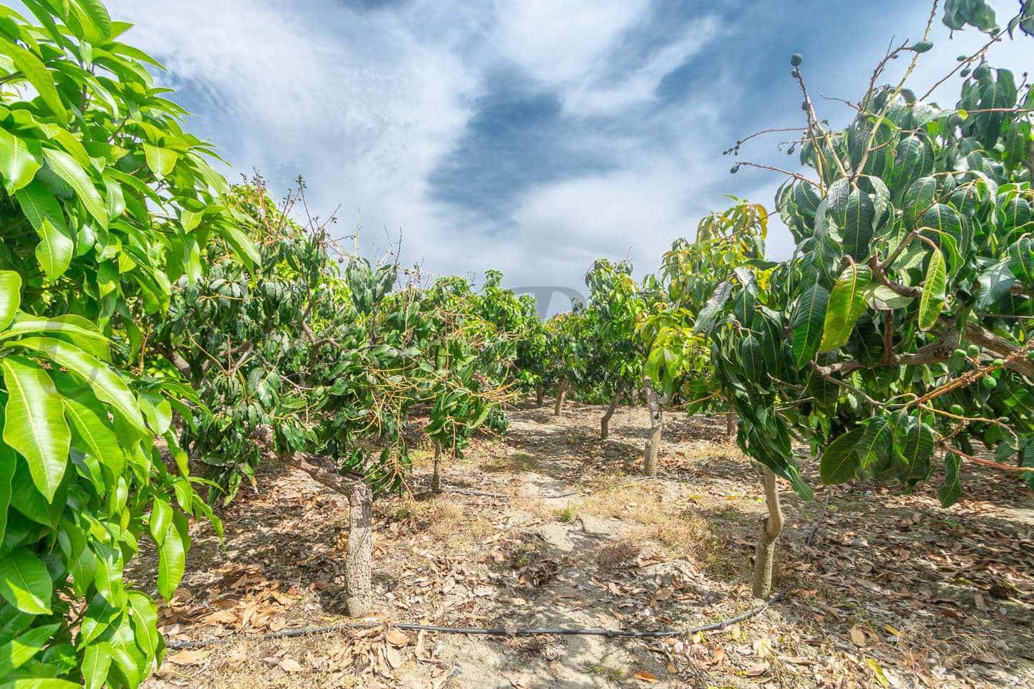 4 sypialnia Willa na sprzedaż w Velez-Malaga z basenem - 530 000 € (Ref: 6152197)