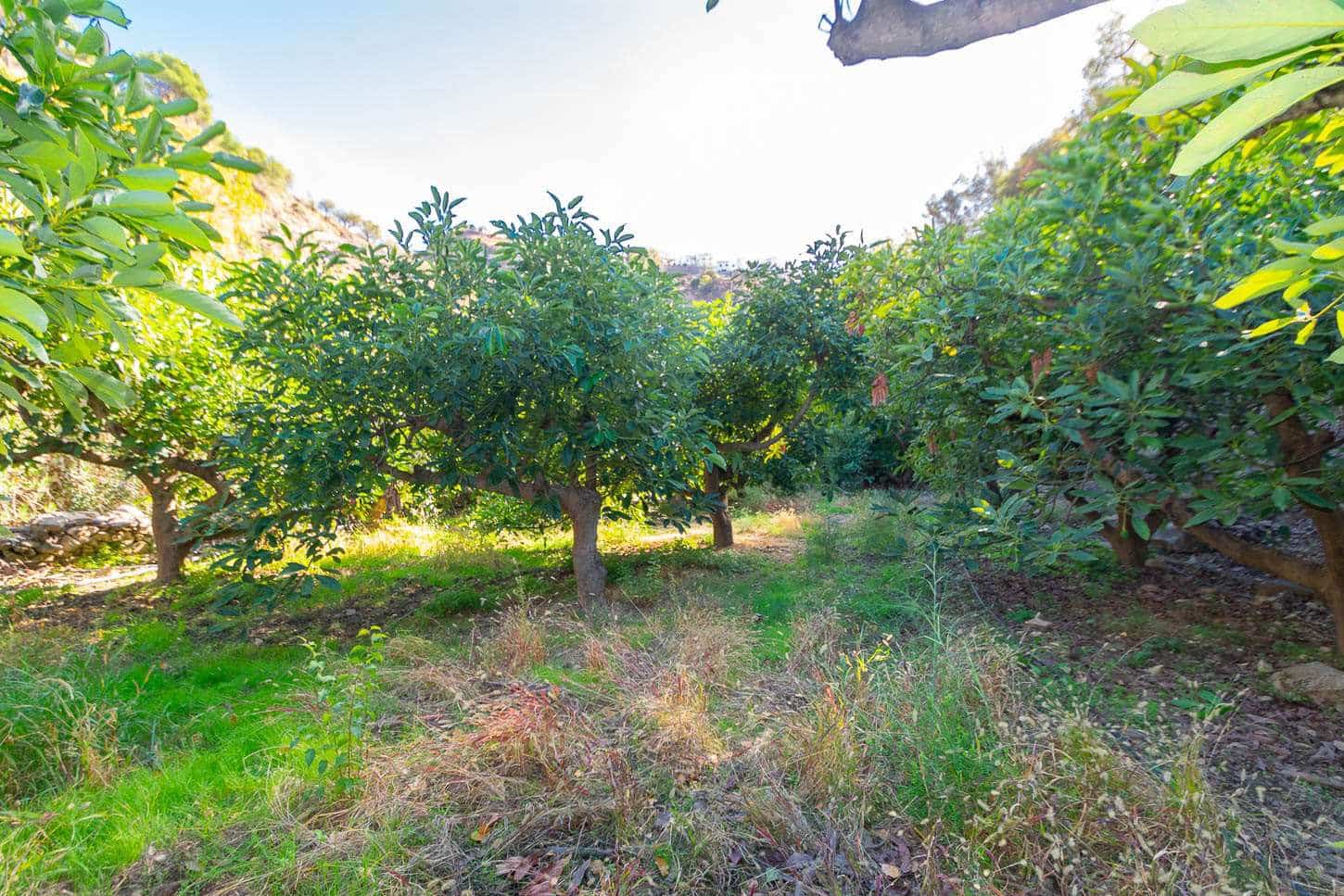 Terre non Aménagée à vendre à Canillas de Albaida - 36 500 € (Ref: 7255214)