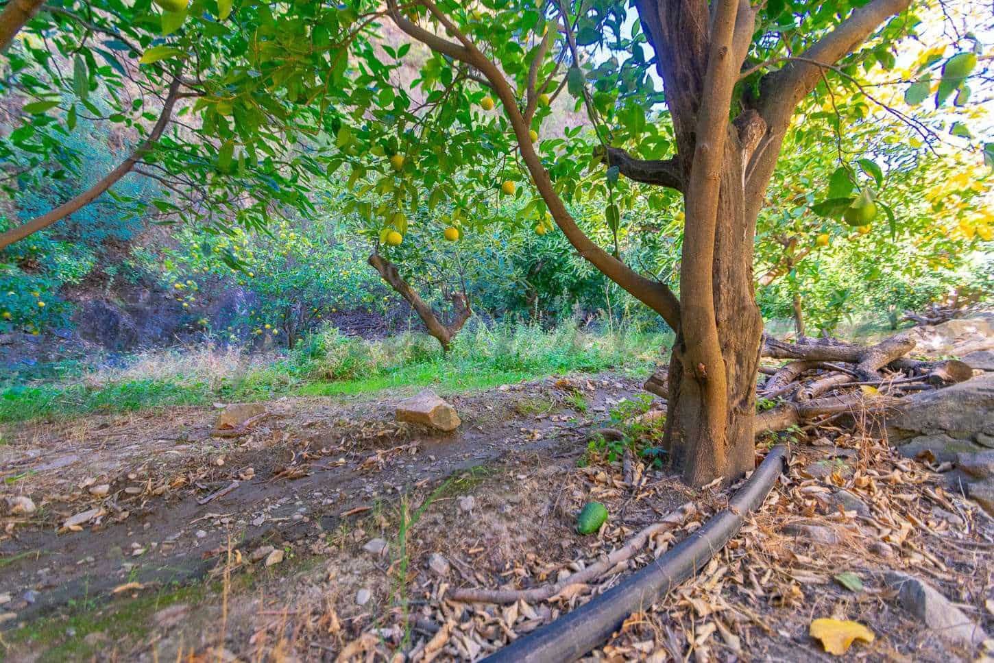 Ubebygd land til salgs i Canillas de Albaida - € 29 900 (Ref: 7255214)