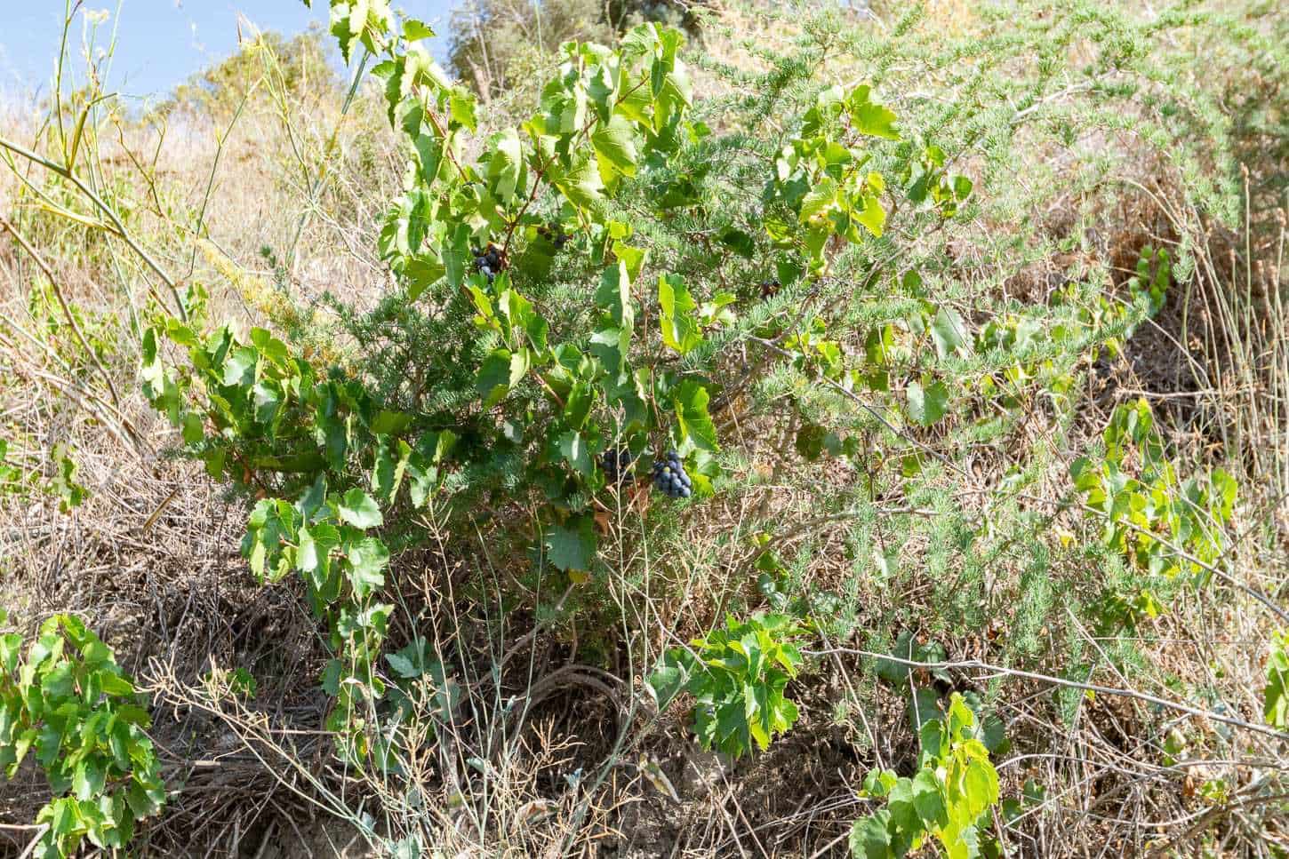 Ubebygd land til salgs i Torrox - € 88 000 (Ref: 7713768)