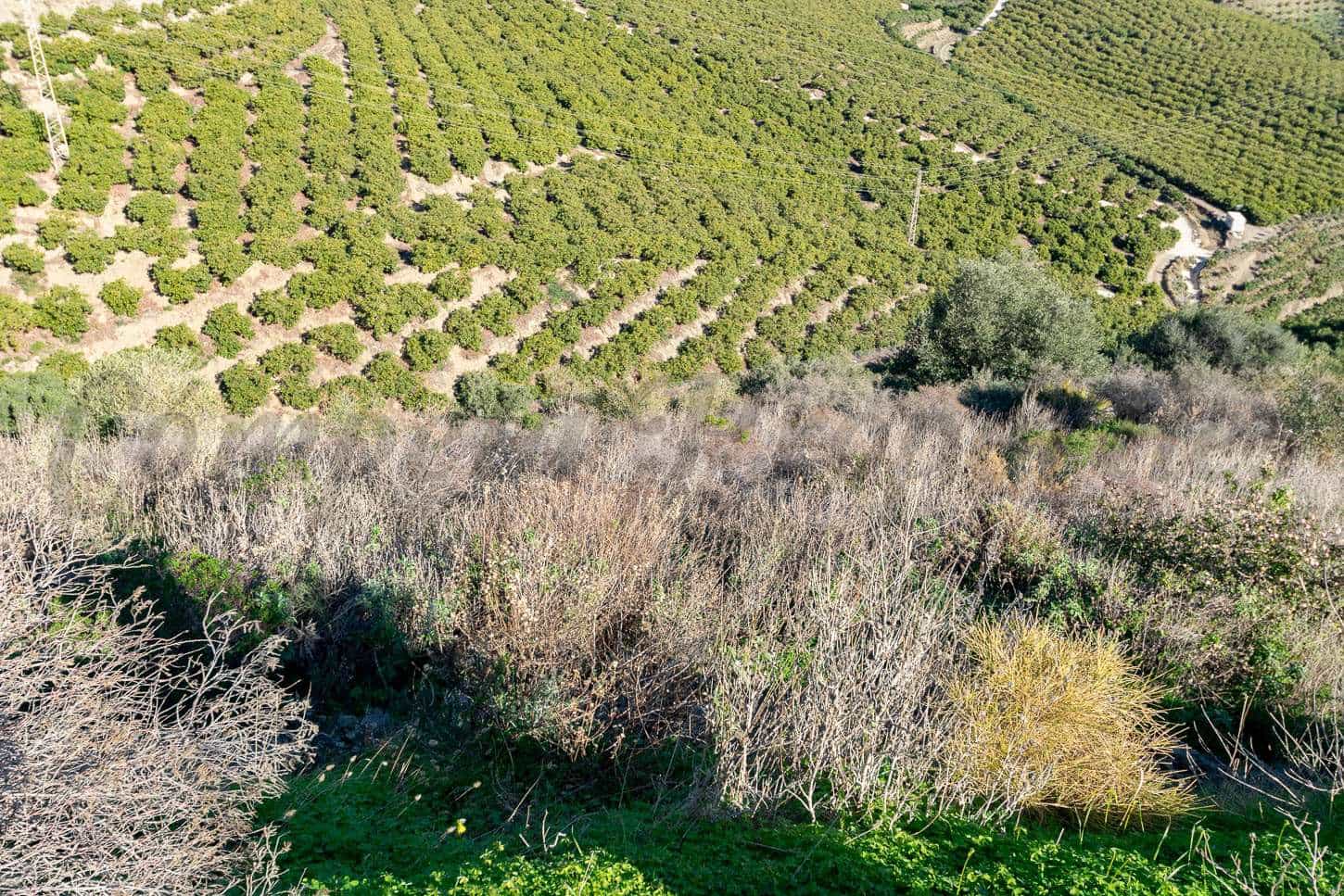 Ubebygd land til salgs i Torrox - € 156 000 (Ref: 7985534)