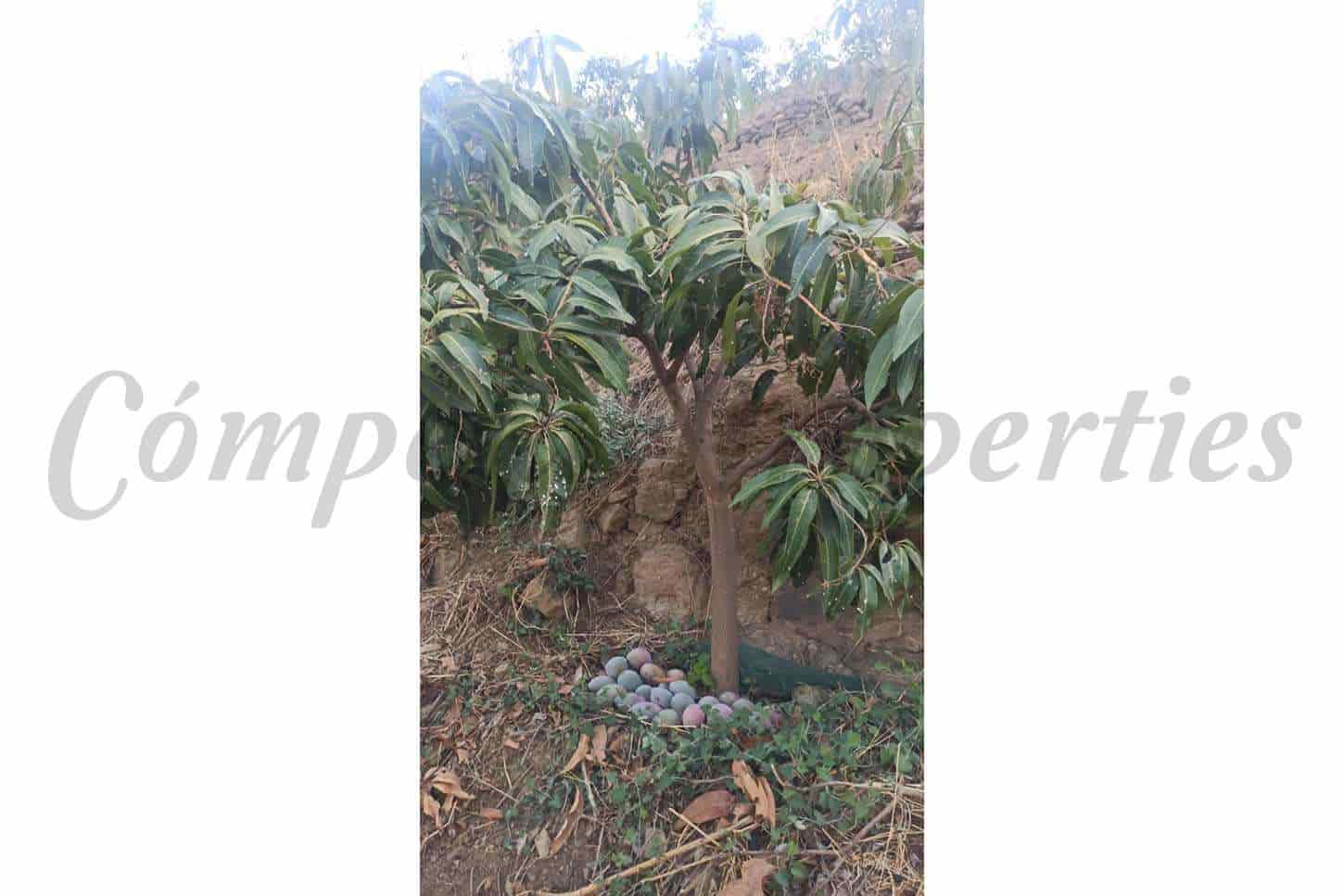 Rakentamaton maa myytävänä paikassa Frigiliana - 90 000 € (Ref: 8429547)