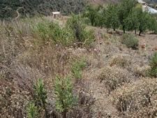 Undeveloped Land for sale in Sedella - € 388,000 (Ref: 8494395)