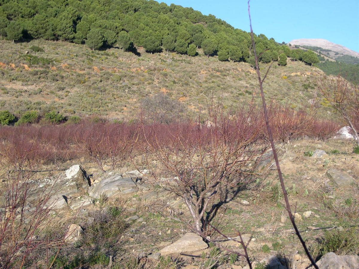 Grunde uden byggetilladelser til salg i Canillas de Albaida - € 198.000 (Ref: 8494442)