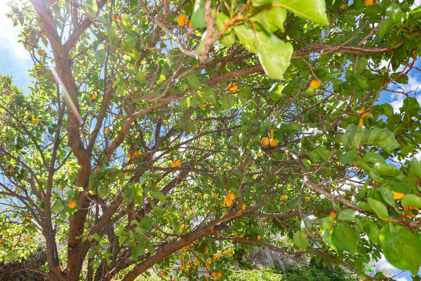 Finca/Herregård til salgs i Competa - € 67 000 (Ref: 8898106)