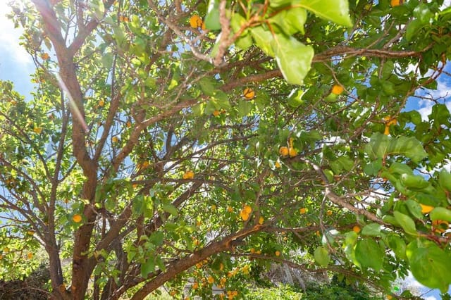 Finca/Herregård til salgs i Cómpeta - € 67 000 (Ref: 8898106)