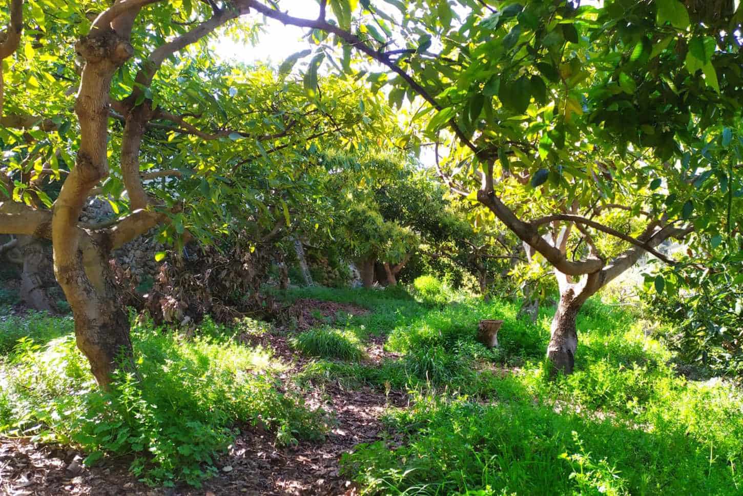 Grunde uden byggetilladelser til salg i Frigiliana - € 90.000 (Ref: 9049603)