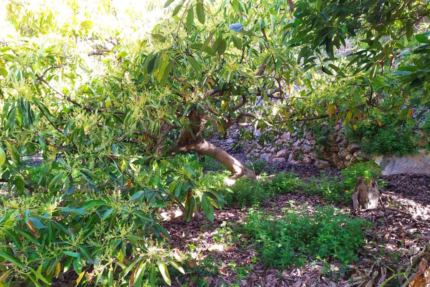 Grunde uden byggetilladelser til salg i Frigiliana - € 90.000 (Ref: 9049603)